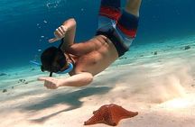 Starfish, Stingrays and the Turtle Bay Snorkeling Tour