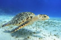 Starfish, Stingrays and the Turtle Sanctuary Cozumel Snorkel Tour