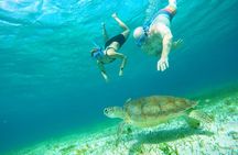 Starfish, Stingrays and the Turtle Sanctuary Cozumel Snorkel Tour