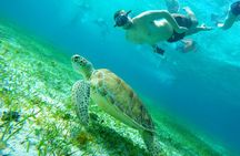 Starfish, Stingrays and the Turtle Bay Snorkeling Tour