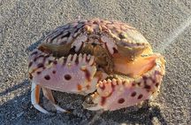 4 hours Private Eco Boat Tour Wildlife and Nature in Pine Island 