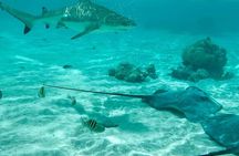 Moorea Solo or Twin 2 hours Jet Ski Tour