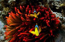 Blou lagoon snorkeling all incllusive