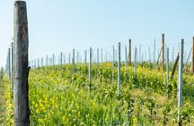 Monferrato (Asti): Wine Tour with light lunch picnic in the vineyards