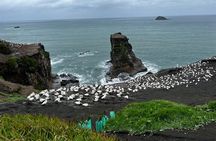 Auckland City and West Coast Black Sand Beach Full Day Tour