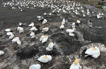 Auckland City and West Coast Black Sand Beach Full Day Tour