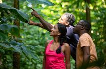 St Lucia Jacquot Trail Hike at Rainforest Adventures