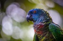 St Lucia Jacquot Trail Hike at Rainforest Adventures