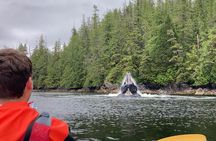 Orca Cove Sea Kayaking