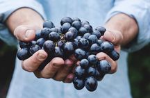 Tour Etna & Wine Tasting