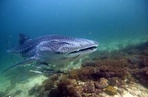 Scuba Diving Trips to Dimaniyat Islands 