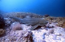 Scuba Diving Trips to Dimaniyat Islands 