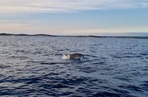 Beautiful Sunset and Dolphin Watching