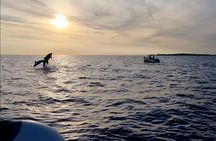 Beautiful Sunset and Dolphin Watching