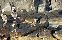 Tour a la Isla Coronados con actividad de esnorquel