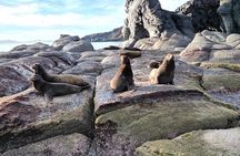 Tour a la Isla Coronados con actividad de esnorquel