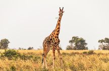 3 Days Private Tour in Murchison Falls National Park
