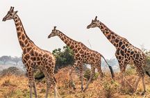 3 Days Private Tour in Murchison Falls National Park