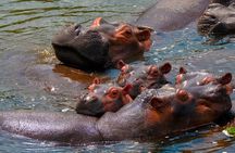 3 Days Private Tour in Murchison Falls National Park