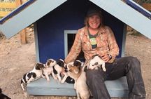 Yukon Husky Puppy Play Time & Summit Tour 