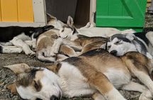 Yukon Husky Puppy Play Time & Summit Tour 