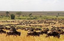 From Arusha : 3 Days Private Safari Tarangire N.P and Serengeti 