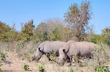 Game Drive And Rhino Walk