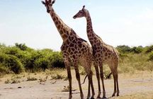 Chobe Day Trip Botswana