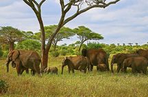 Arusha: 3Day Tanzanian Treasures Safari, Ngorongoro, Tarangire
