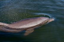 National Park Pedal Kayak Tours in New Smyrna Beach