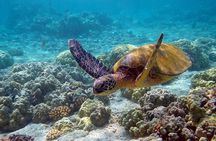 Eco Tour at Sian Kaan! Swim and Safari from Cancun
