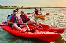 Guided Tour for Dolphin & Sea Turtle Observation in Saint Augustine, Florida