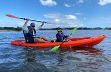 Guided Tour for Dolphin & Sea Turtle Observation in Saint Augustine, Florida