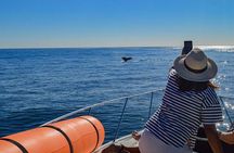 Private Yacht, Snorkeling or Sunset in Cabo San Lucas