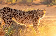 4-Day Materuni Kilimanjaro Hike, Serengeti & Ngorongoro Crater