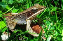 Private Night Walk tour