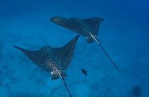 Private Snorkeling Tour by boat in Flamingo Beach