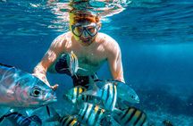 4 Hour Cozumel Reefs Snorkeling