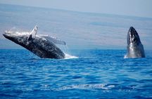 Humpback Whales Excursion in Samana