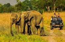 Jim Corbett Jeep Safari - Wildlife Adventure in National Park
