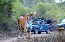 Jim Corbett Jeep Safari - Wildlife Adventure in National Park