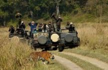 Jim Corbett Jeep Safari - Wildlife Adventure in National Park