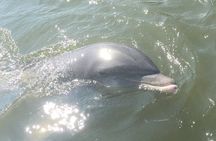 Best of Marco Island Dolphin Tour