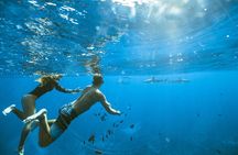 Half Day Tour lagoon discovery marine fauna flora small group