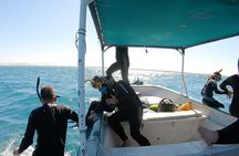 Whale Shark Swimming Adventure: Small Group with Marine Biologist