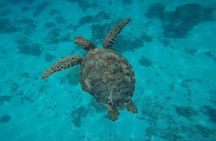 Private Discovery of the Marine Fauna of Moorea