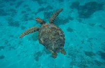 Half Day Tour lagoon discovery marine fauna flora small group