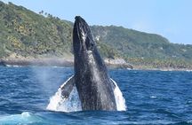 Whales Watching Half Day Experience