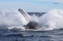 32Ft Private yacht tour!