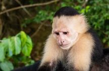 Private Tour to Monkey Island and Sloth Sanctuary in Gamboa